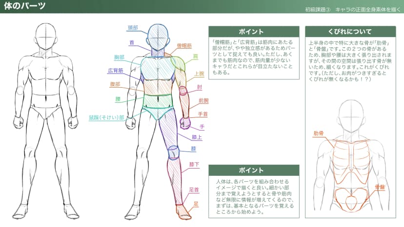 Start here! Character drawing basics!